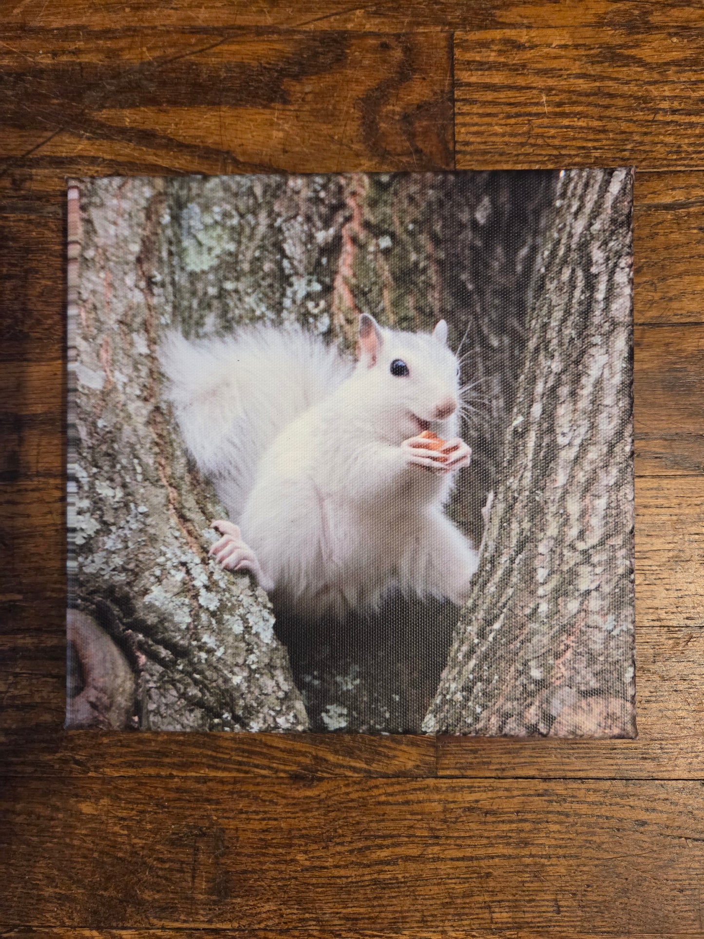 Art Print - White Squirrel Canvas Art Prints - 8x8 Wildlife Photography by Ruth Cech