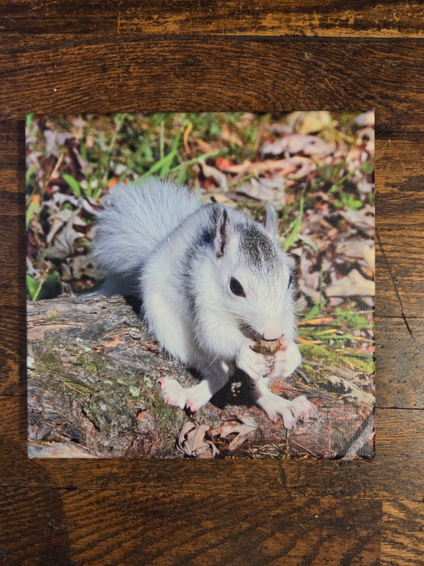 Art Print - White Squirrel Canvas Art Prints - 8x8 Wildlife Photography by Ruth Cech