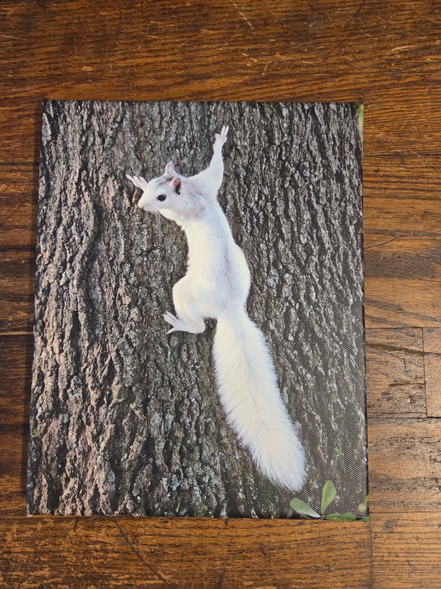 Art Print - White Squirrel Canvas Art Prints - 8x8 Wildlife Photography by Ruth Cech