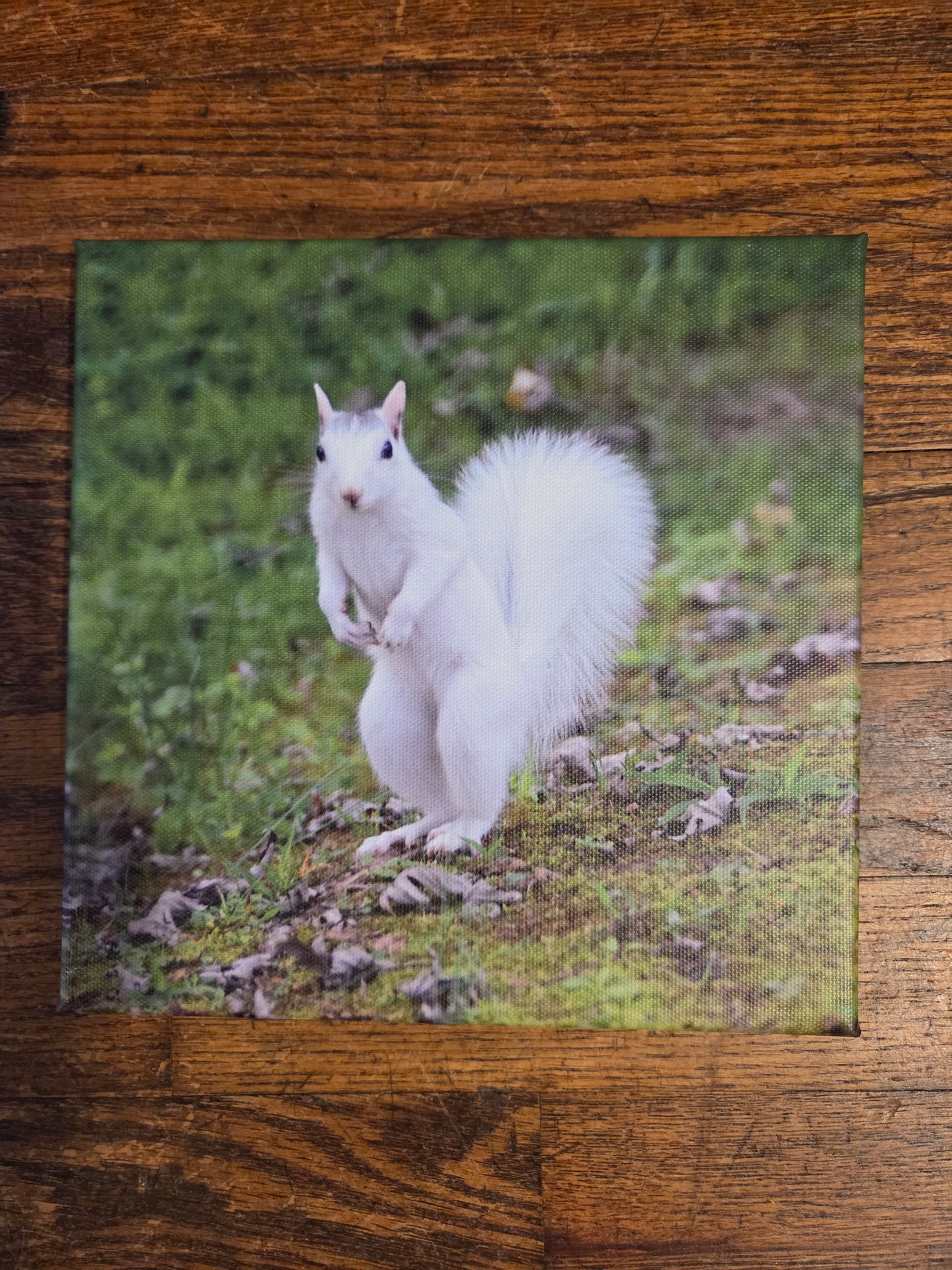 Art Print - White Squirrel Canvas Art Prints - 8x8 Wildlife Photography by Ruth Cech