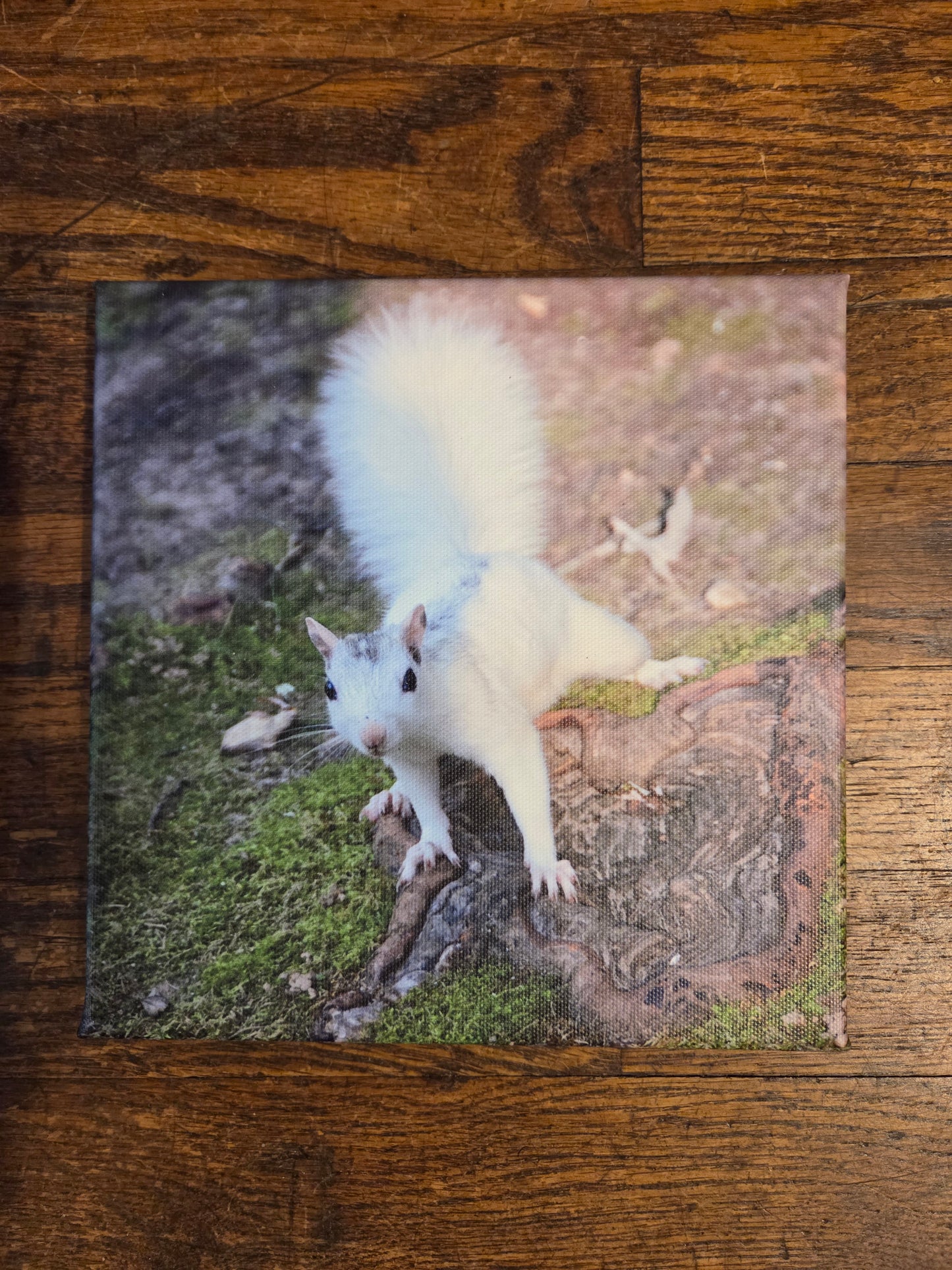 Art Print - White Squirrel Canvas Art Prints - 8x8 Wildlife Photography by Ruth Cech