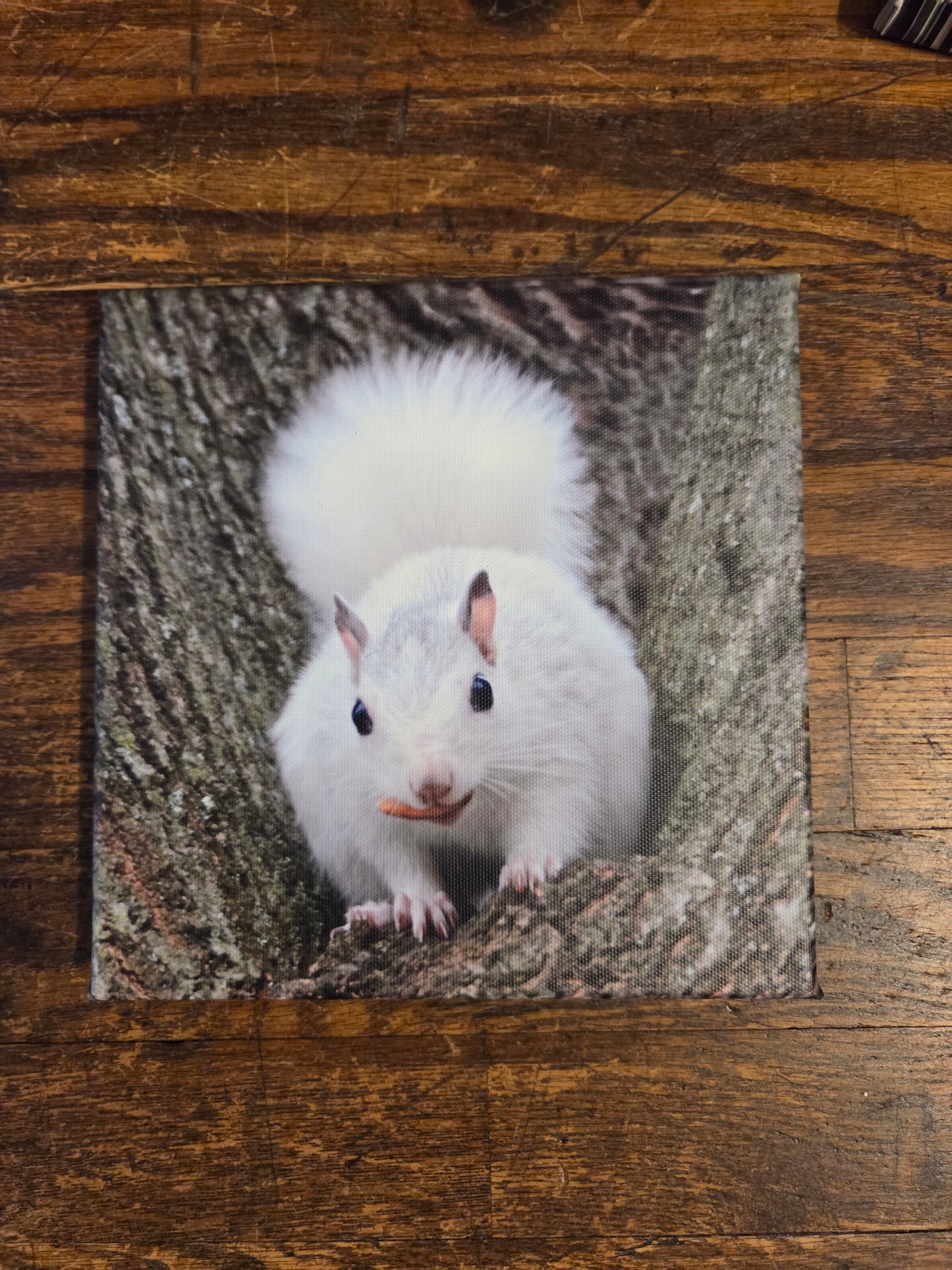 Art Print - White Squirrel Canvas Art Prints - 8x8 Wildlife Photography by Ruth Cech