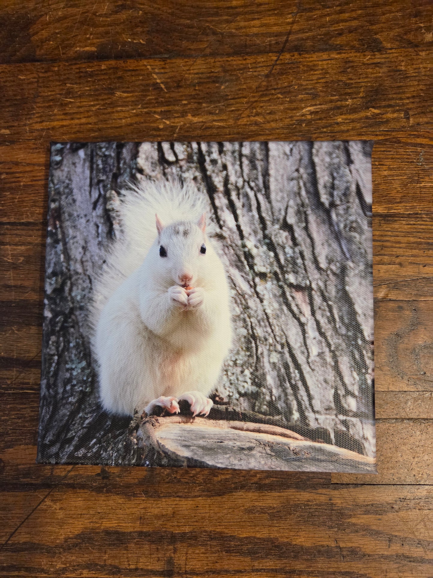 Art Print - White Squirrel Canvas Art Prints - 8x8 Wildlife Photography by Ruth Cech