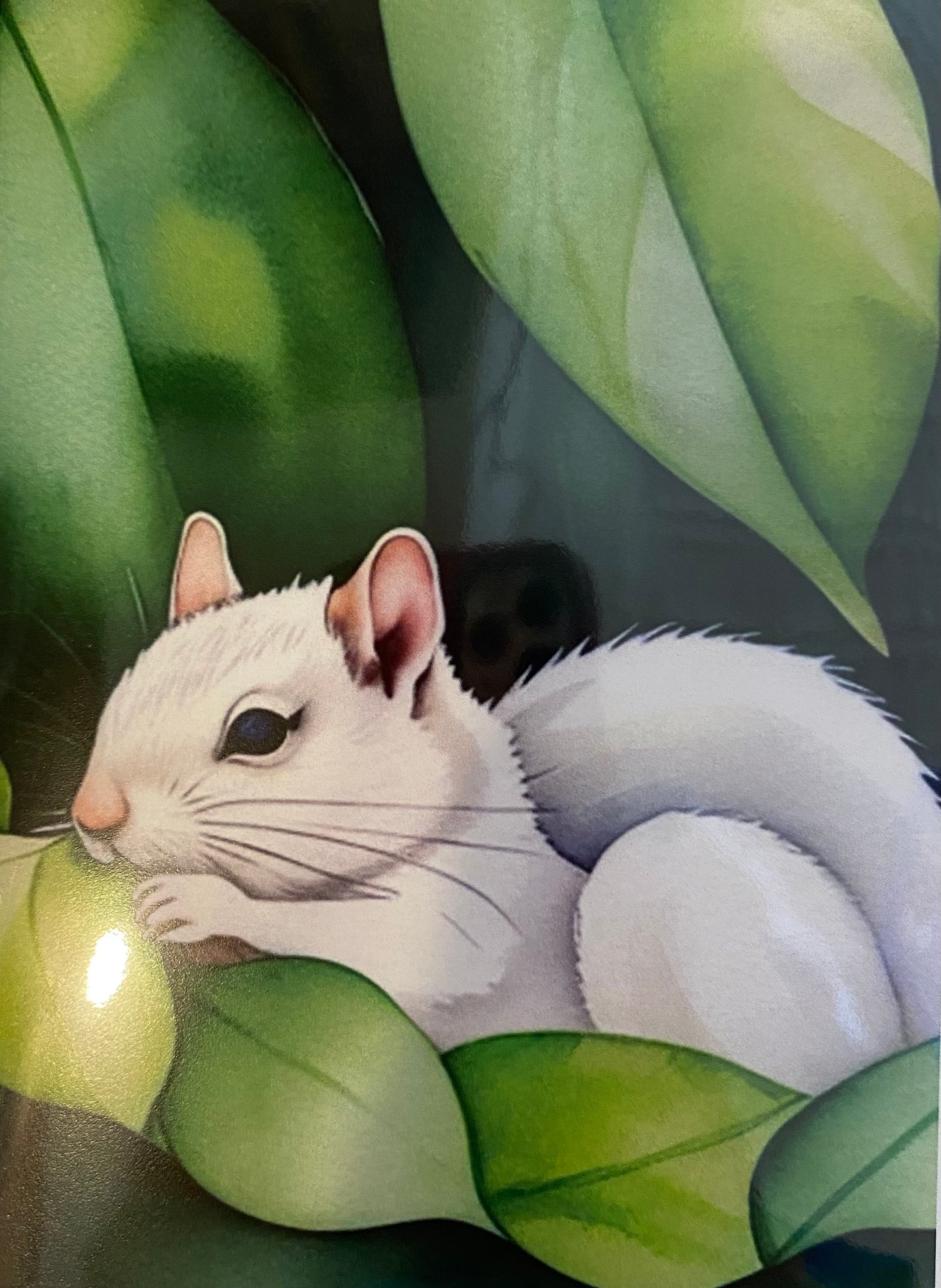 Notecards - White Squirrel Notecards by Lorraine Skala