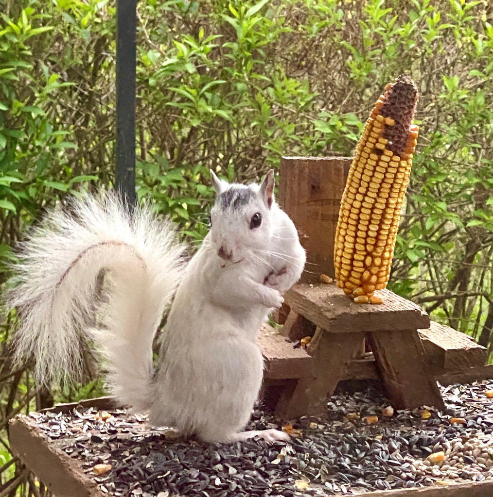 White Squirrel Puzzle - 18" x 18" - 500 Pieces - "Jimmy Crack Corn"