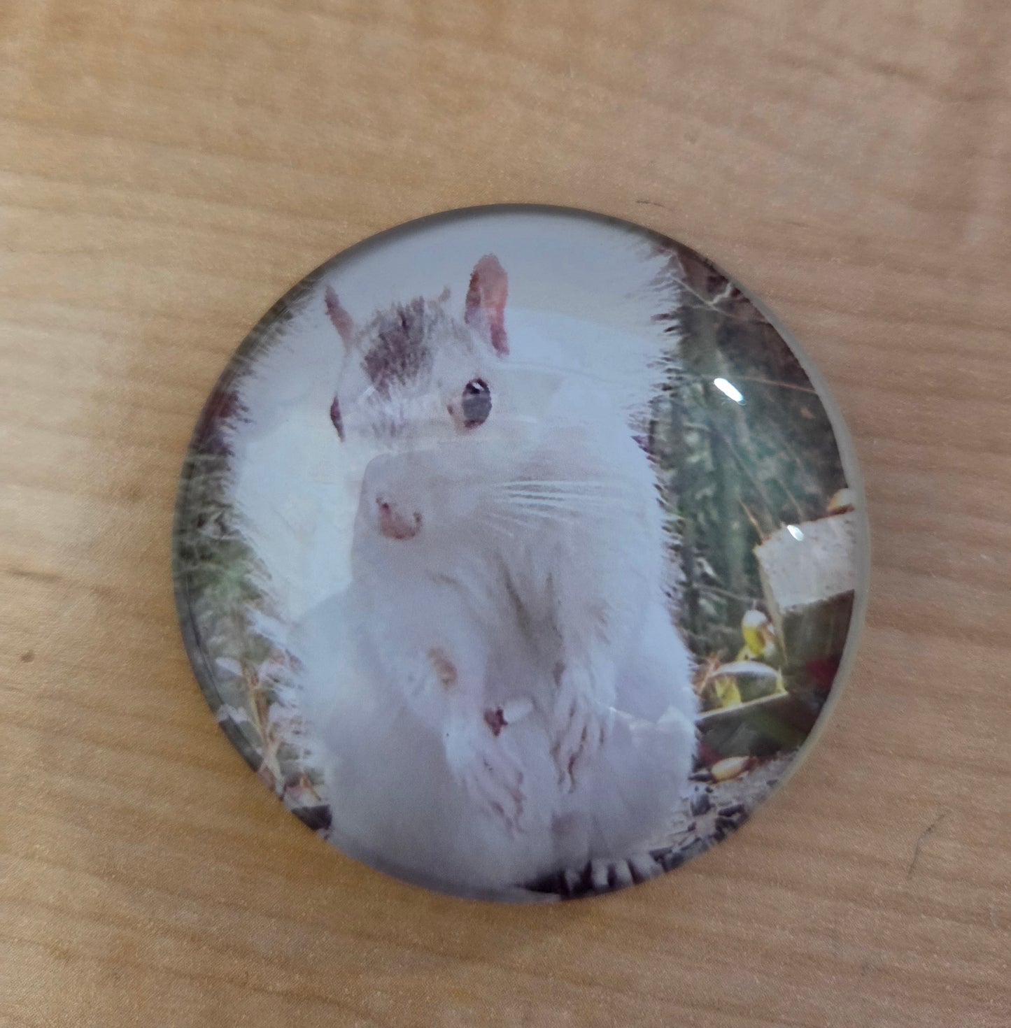 Magnet - Glass - 2" Round White Squirrels - 4 designs