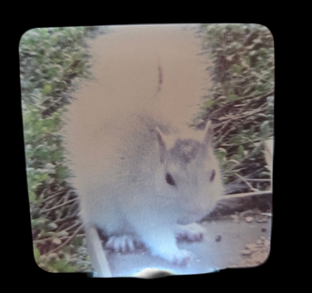 Night Lights - Custom Made for Our Shoppe - White Squirrels, Black Bats and Looking Glass Falls