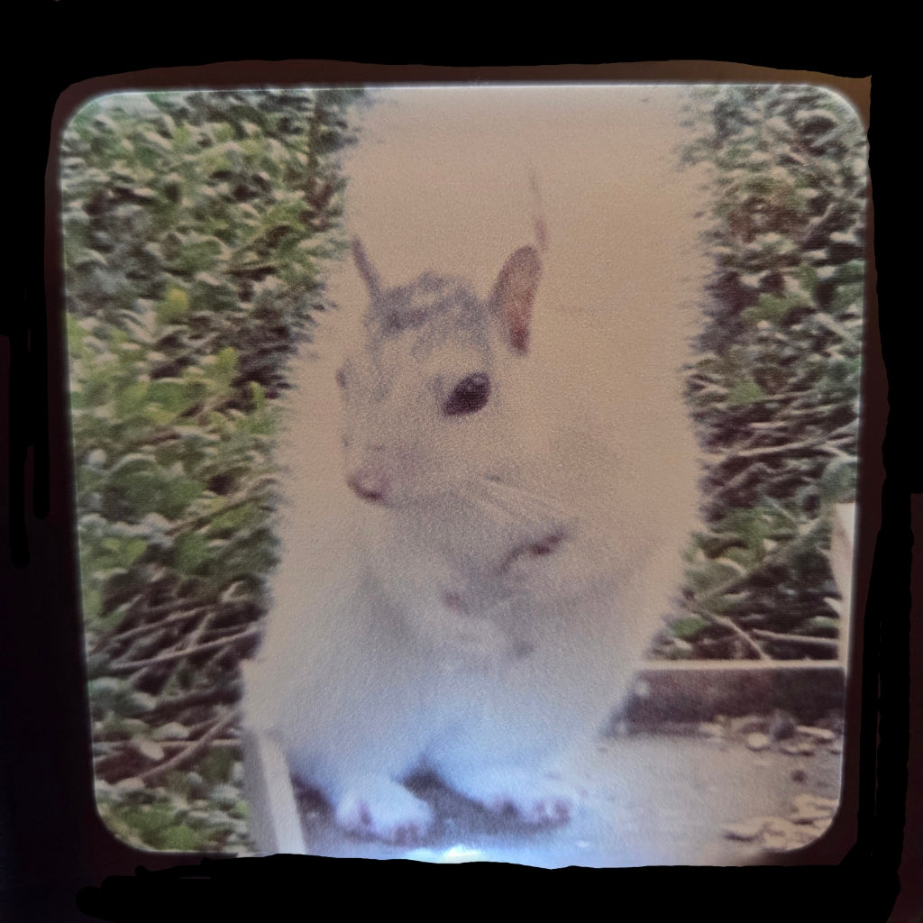 Night Lights - Custom Made for Our Shoppe - White Squirrels, Black Bats and Looking Glass Falls