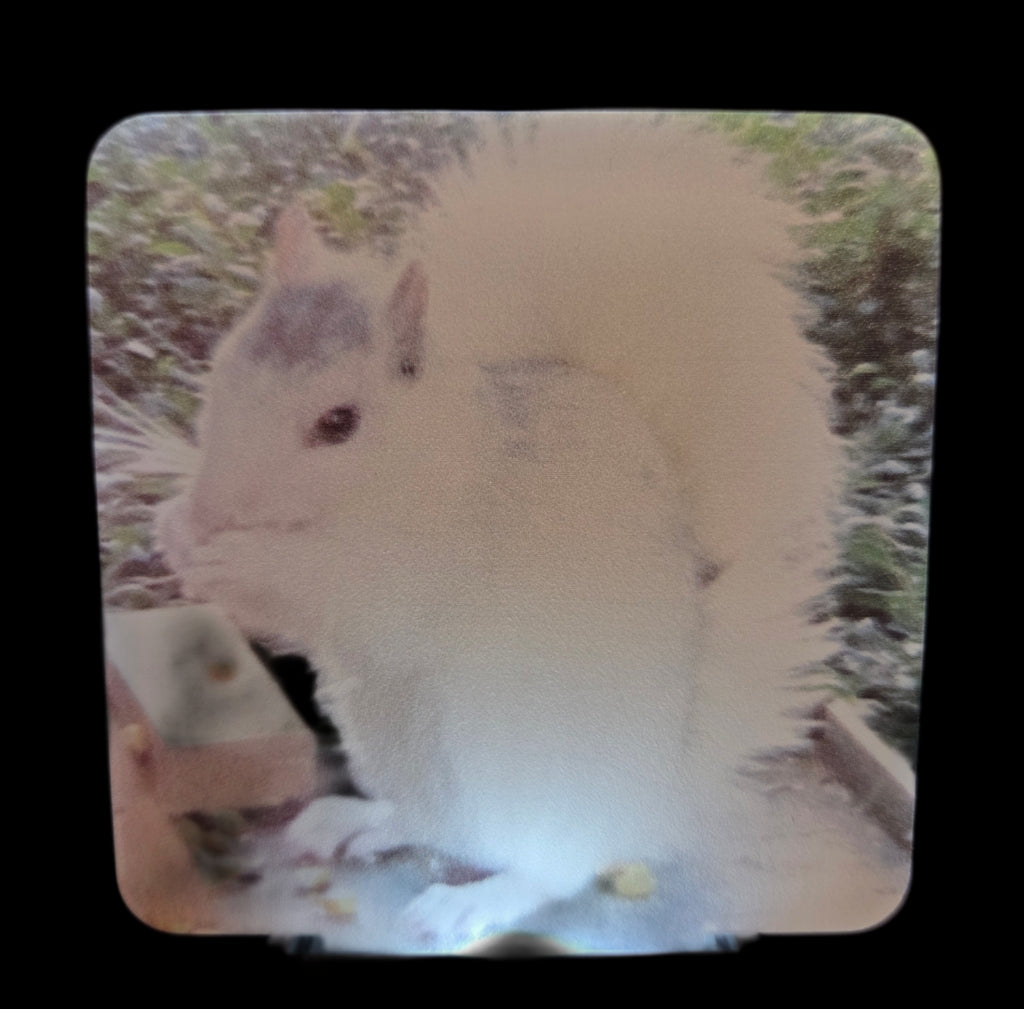 Night Lights - Custom Made for Our Shoppe - White Squirrels, Black Bats and Looking Glass Falls