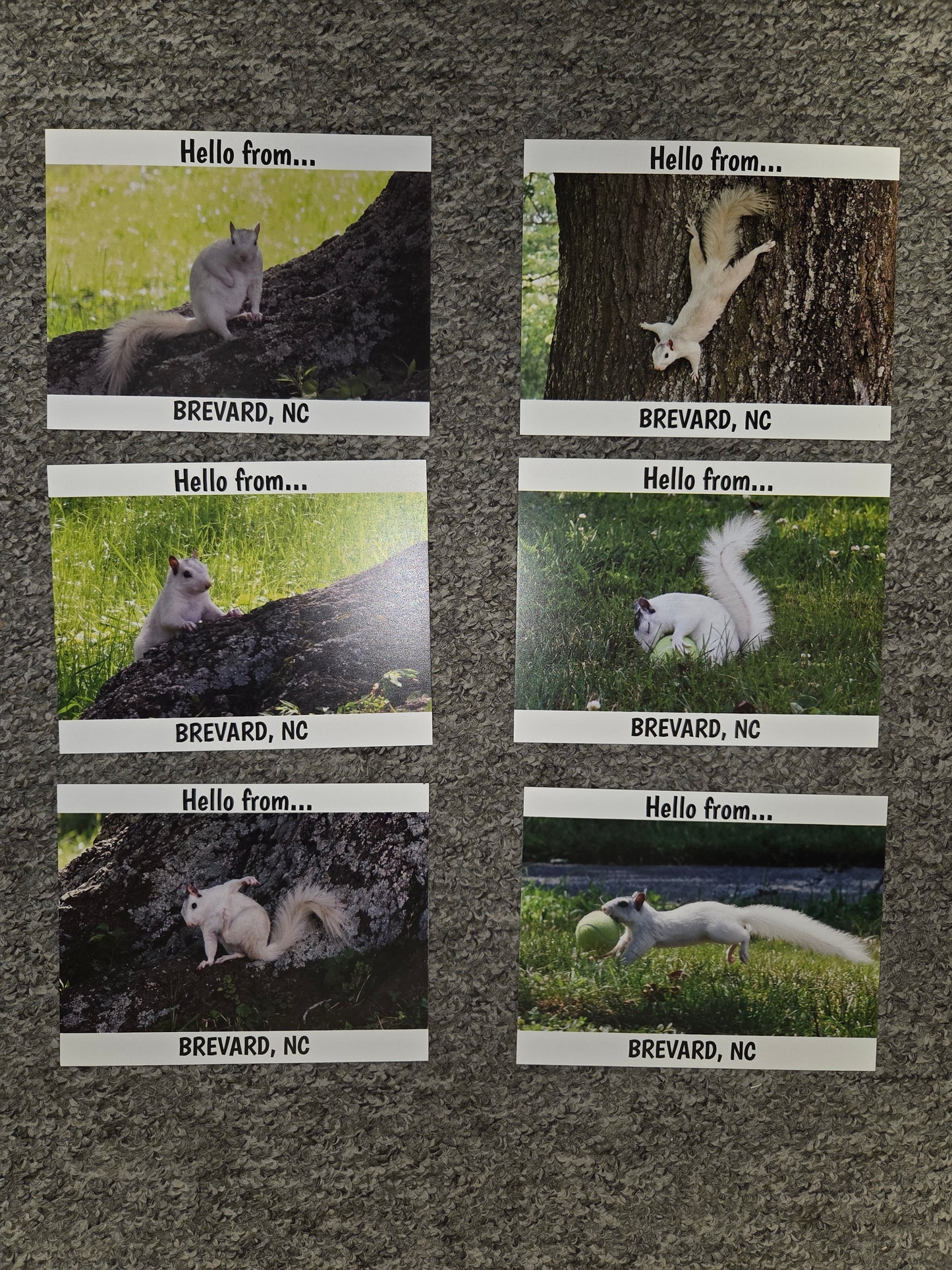 Postcards - Regular Size - 4 1/8" x 5 3/8" - Local Photographer John Schwert