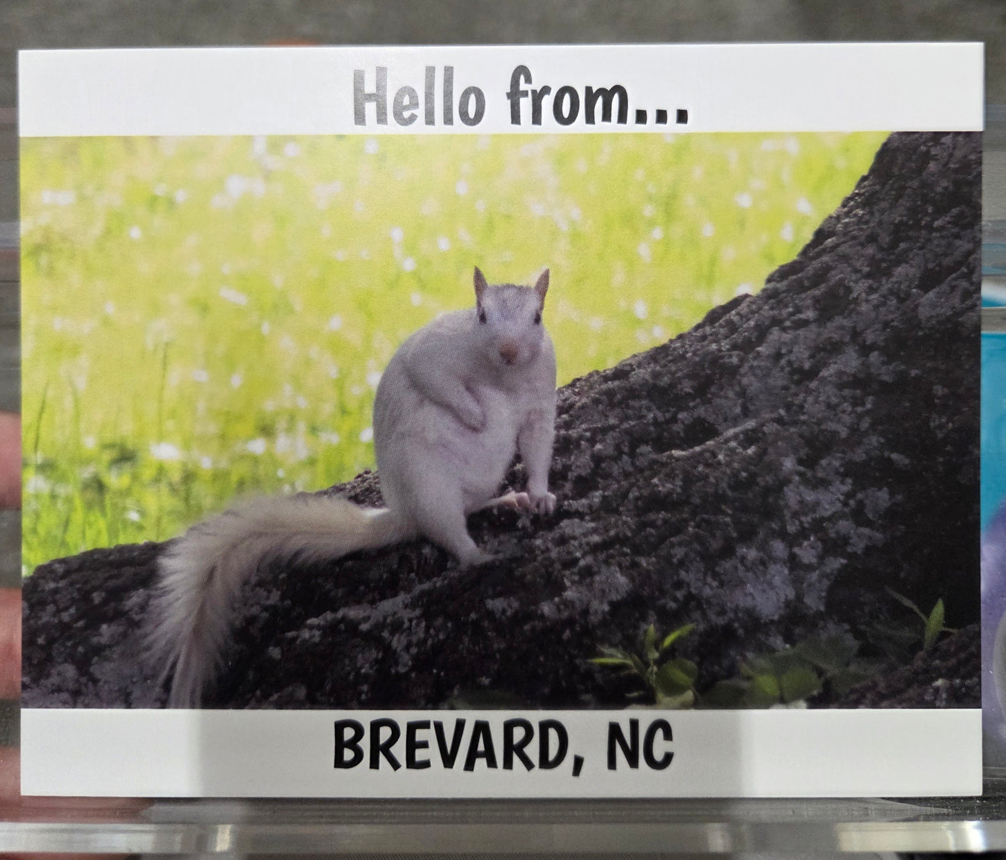 Postcards - Regular Size - 4 1/8" x 5 3/8" - Local Photographer John Schwert