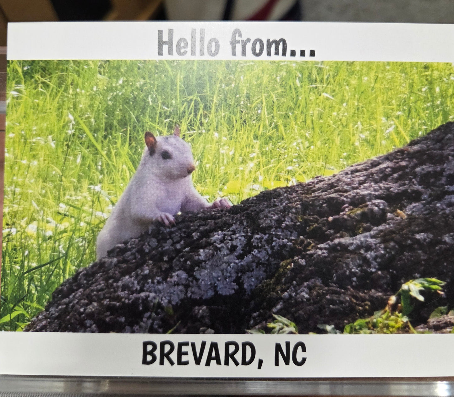 Postcards - Regular Size - 4 1/8" x 5 3/8" - Local Photographer John Schwert