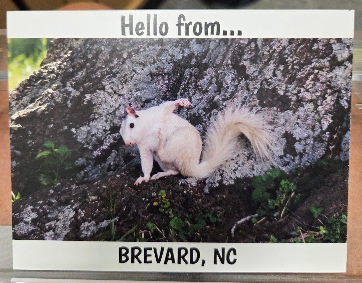 Postcards - Regular Size - 4 1/8" x 5 3/8" - Local Photographer John Schwert