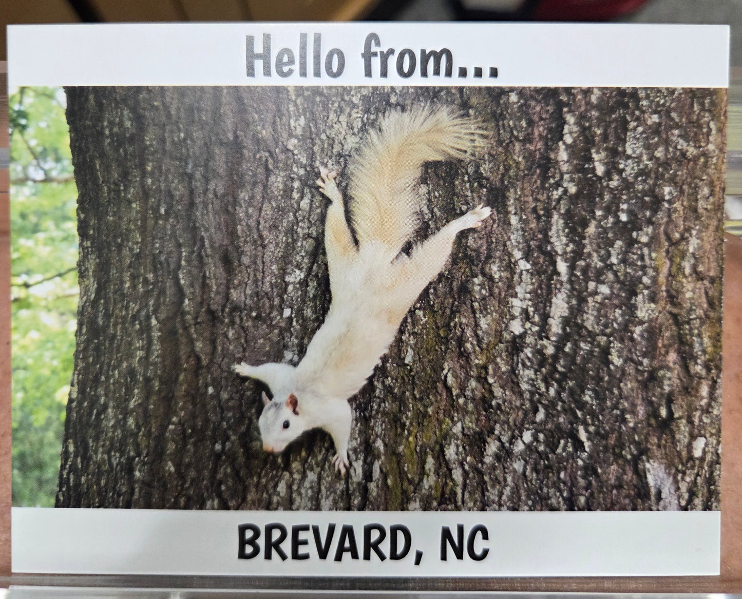 Postcards - Regular Size - 4 1/8" x 5 3/8" - Local Photographer John Schwert