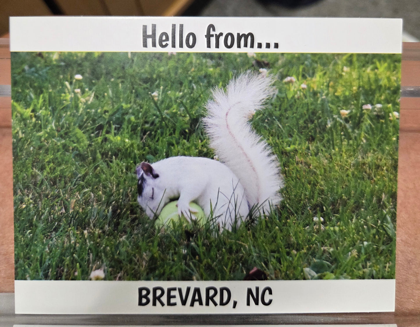 Postcards - Regular Size - 4 1/8" x 5 3/8" - Local Photographer John Schwert