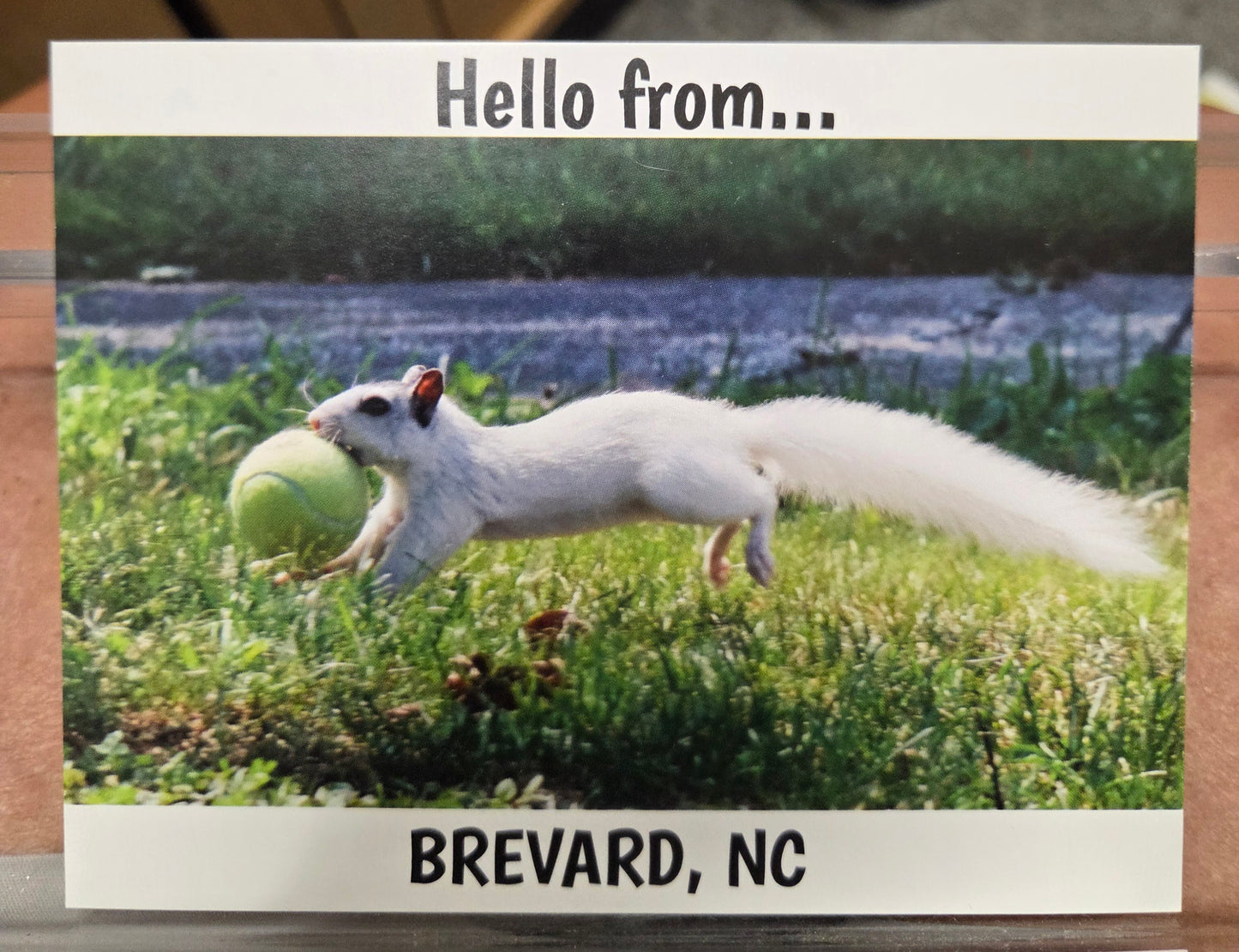 Postcards - Regular Size - 4 1/8" x 5 3/8" - Local Photographer John Schwert