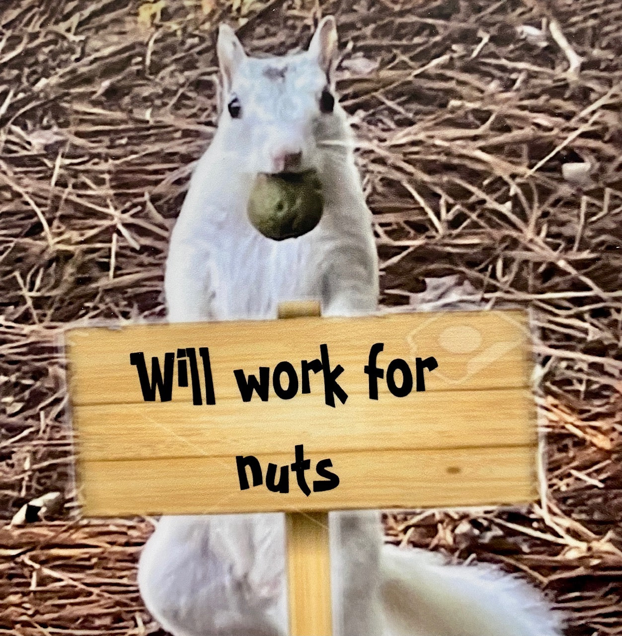 A white squirrel holding a nut with a sign that reads 'Will work for nuts'. The image has a humorous tone and features a 2 inch square waterproof sticker with a white squirrel on it.