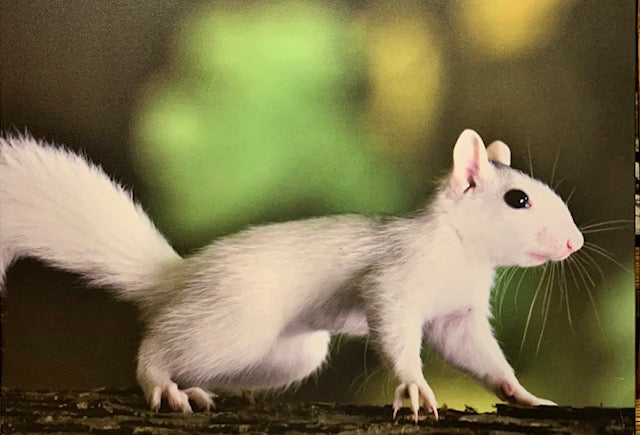 Art Print - White Squirrel Photo on Canvas