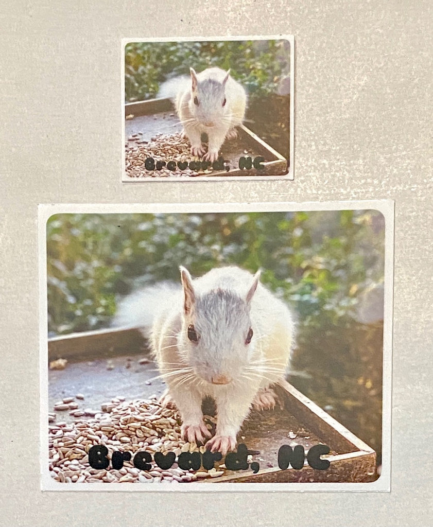 Decal/Sticker - White Squirrel Photo with Brevard, NC - Rectangle - 2 Sizes
