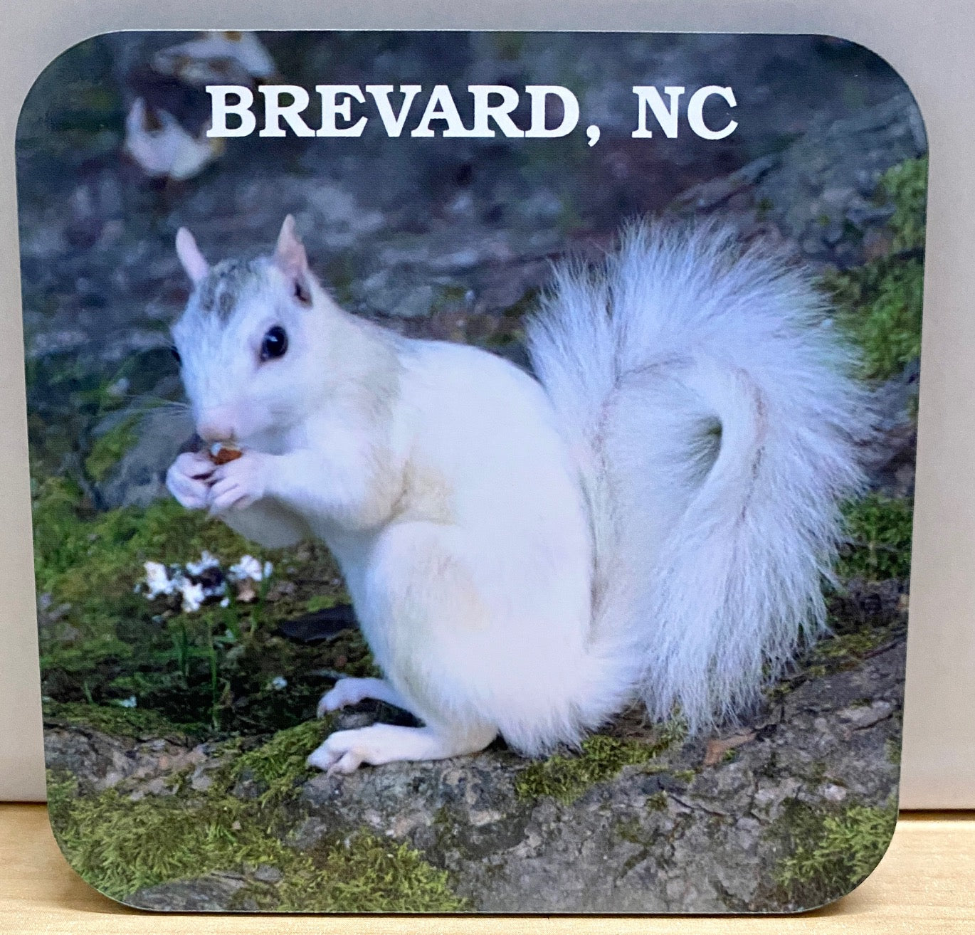 Magnets - Wooden - White Squirrel Photos - 4 designs