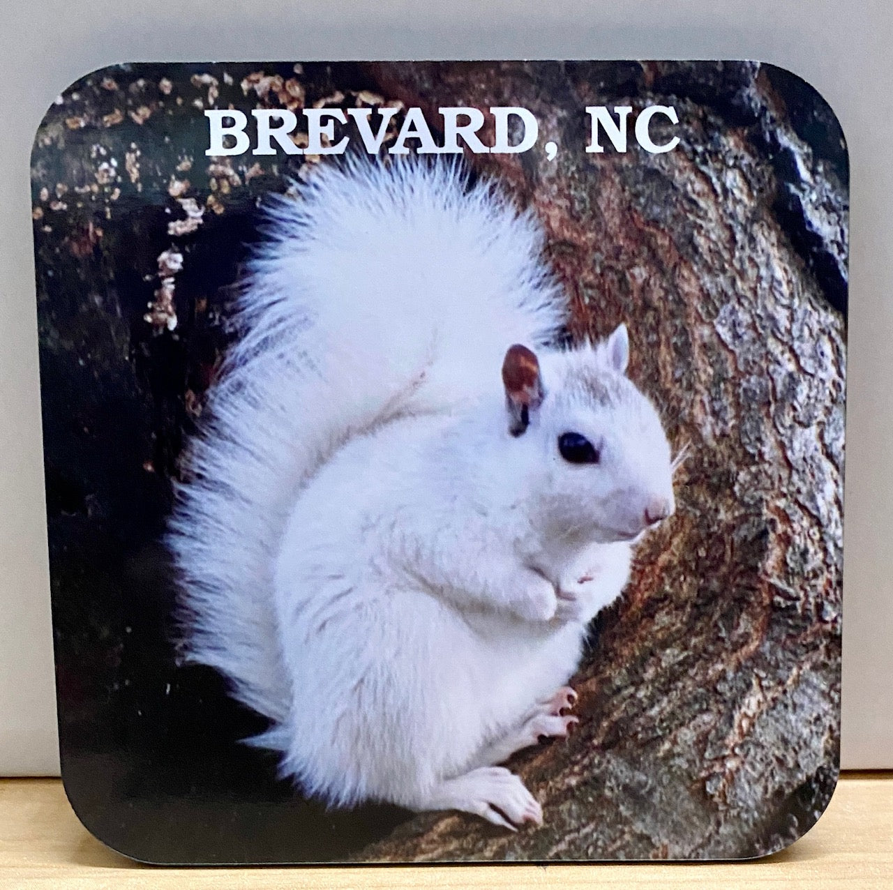 Magnets - Wooden - White Squirrel Photos - 4 designs