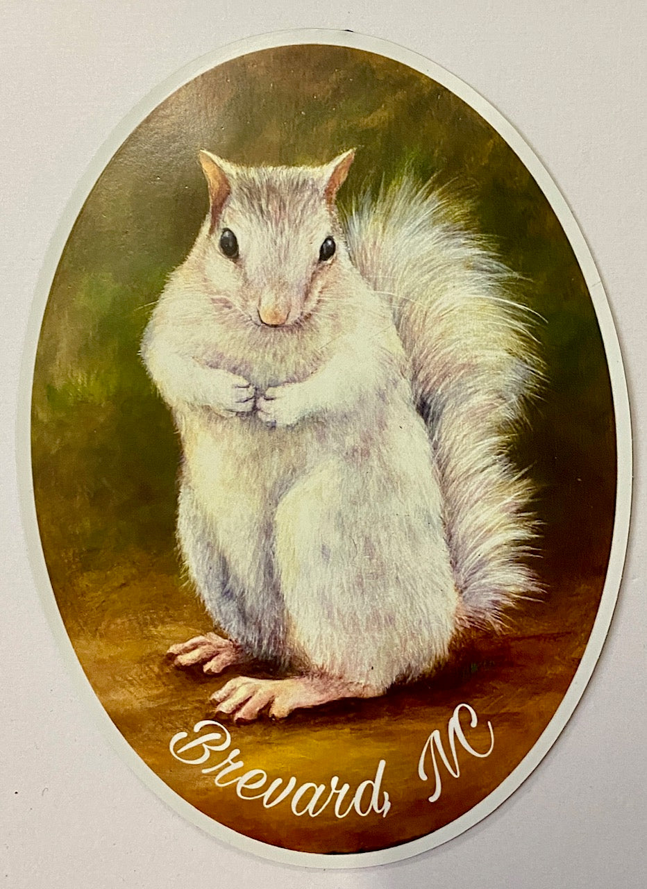 Decal/Sticker - Art Print White Squirrel with Brevard, NC - Large Oval