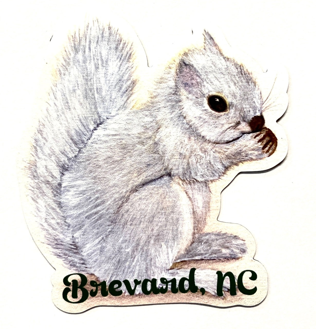 A die-cut magnet featuring a painted white squirrel with the text 'Brevard, NC' on the bottom.