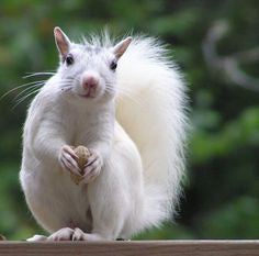 Do you know the True Legend of the White Squirrel of Brevard?