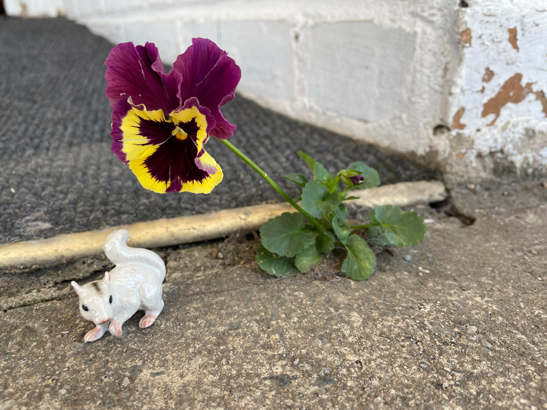 White Squirrels with Unexpected Flowers!