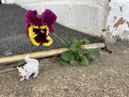 White Squirrels with Unexpected Flowers!