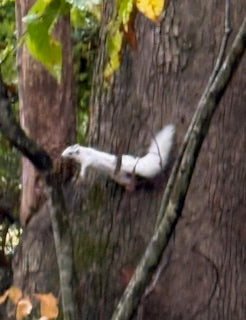 White Squirrels Fly!