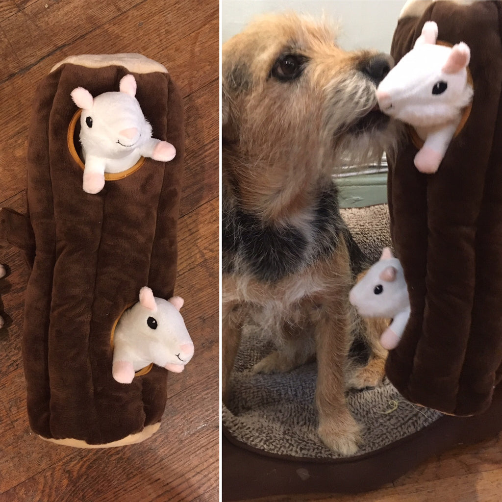 For Your Dog Who Love Squirrels