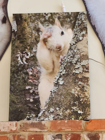 Art Print - Shy White Squirrel by Ruth Cech