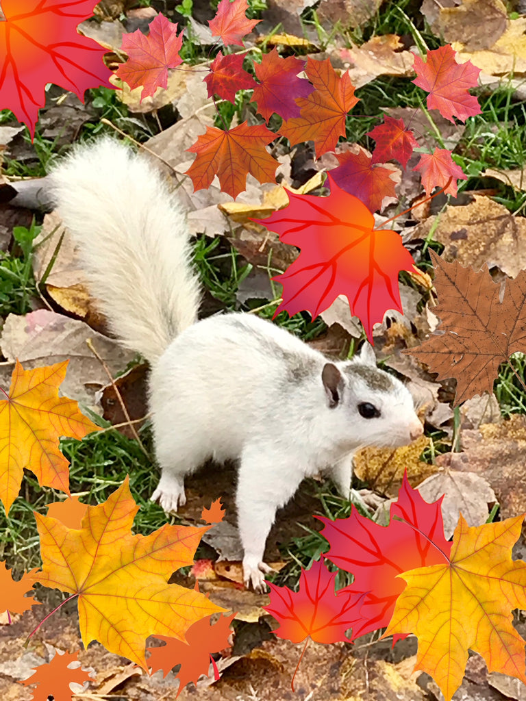 White Squirrel Puzzle - 18" x 18" - 500 Pieces - "Romping in the Autumn Leaves"