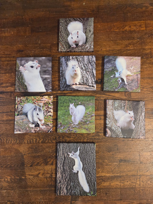 Art Print - White Squirrel Canvas Art Prints - 8x8 Wildlife Photography by Ruth Cech