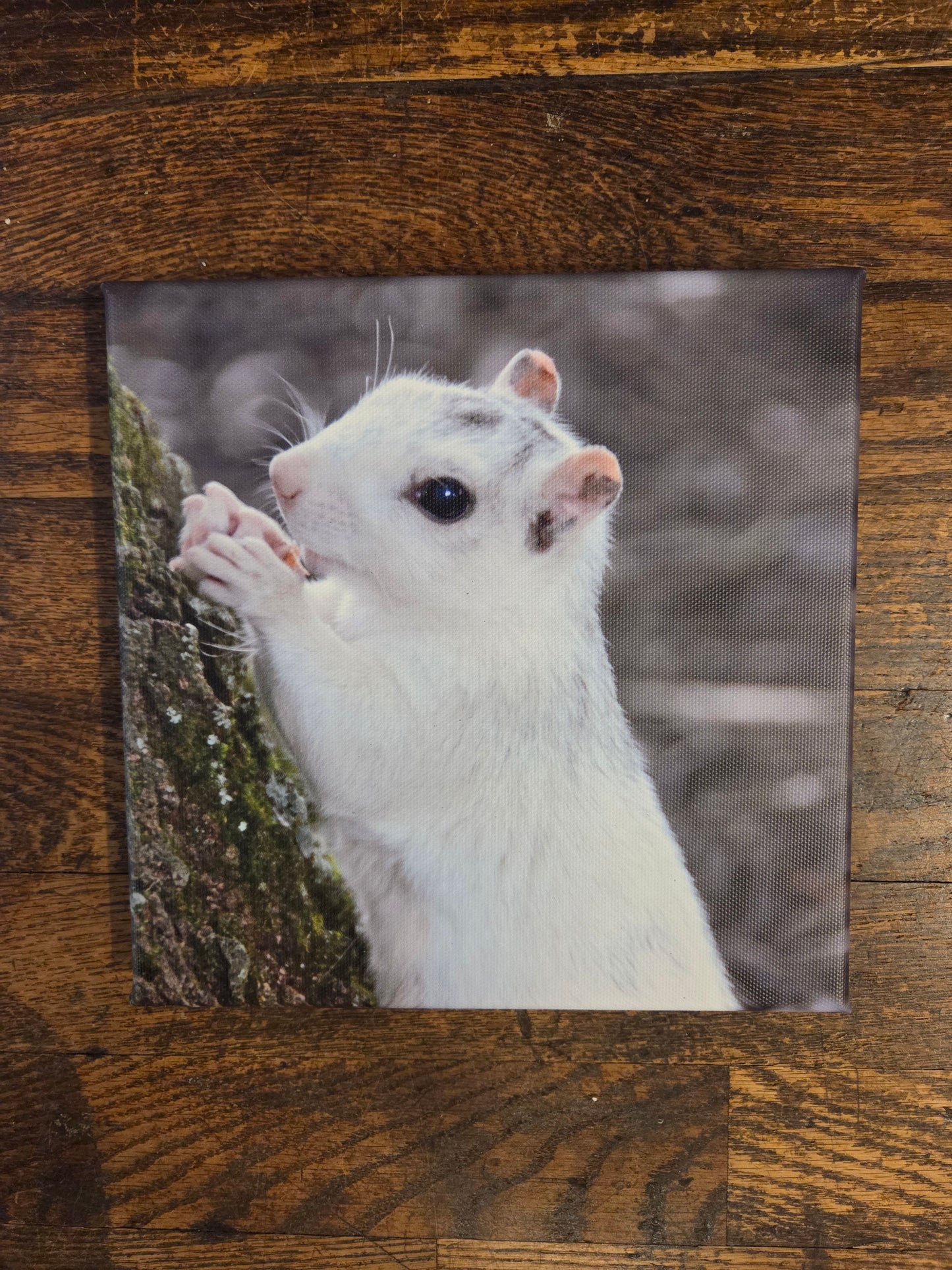 Art Print - White Squirrel Canvas Art Prints - 8x8 Wildlife Photography by Ruth Cech