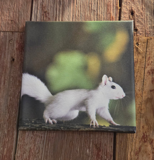 Art Print - White Squirrel Photo on Canvas
