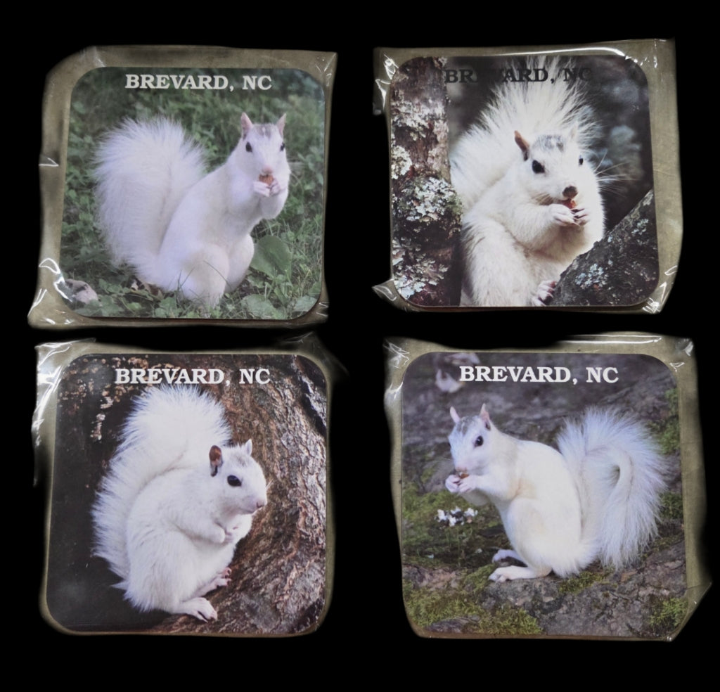 Four coasters with images of a white squirrel and 'Brevard, NC' text. Sold separately.