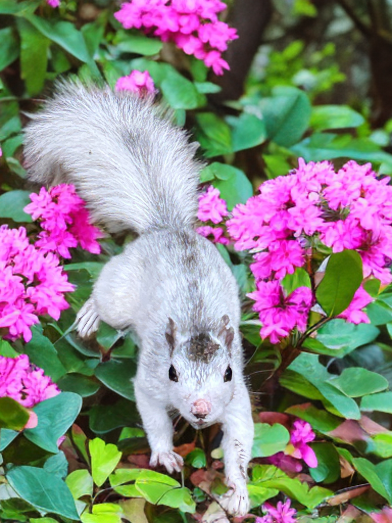 Garden Flag - White Squirrel Original Designs - Flowers, Christmas, Easter and More Designs