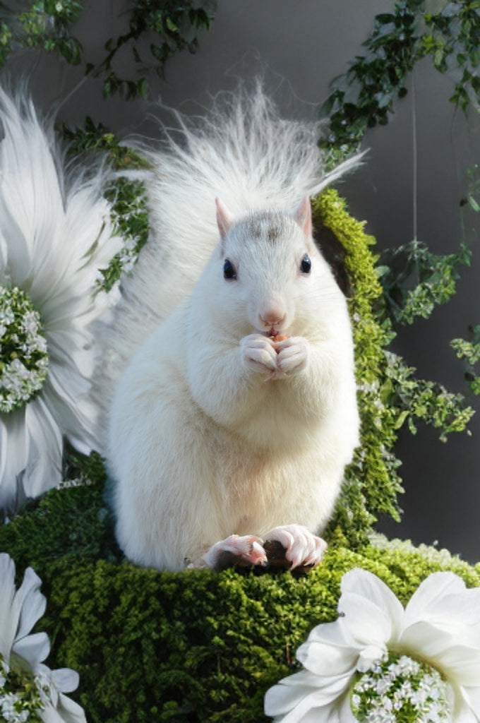 Garden Flag - White Squirrel Original Designs - Flowers, Christmas, Easter and More Designs