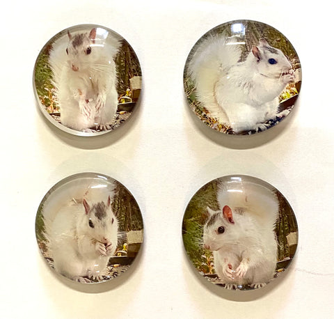 Magnet - Glass - 2" Round White Squirrels - 4 designs