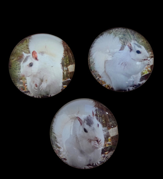 Magnet - Glass - 2" Round White Squirrels - 4 designs