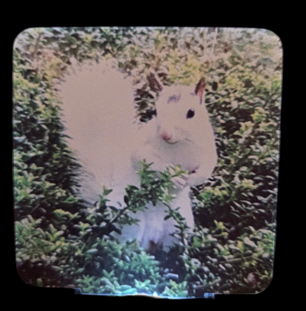 Night Lights - Custom Made for Our Shoppe - White Squirrels, Black Bats and  Looking Glass Falls