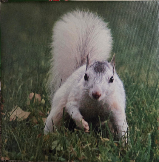 Art Print - White Squirrel Canvas Art Prints - 8x8 Wildlife Photography by Alice Greko