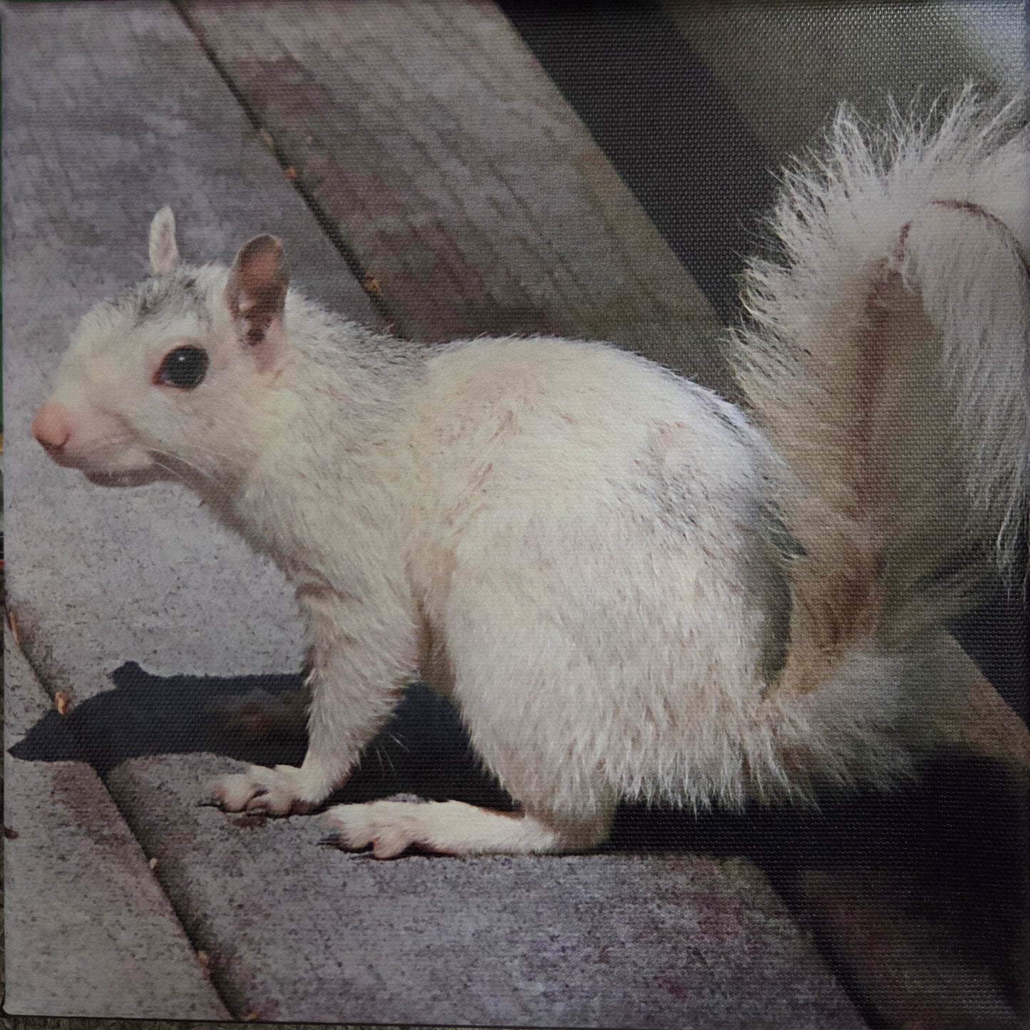 Art Print - White Squirrel Canvas Art Prints - 8x8 Wildlife Photography by Alice Greko