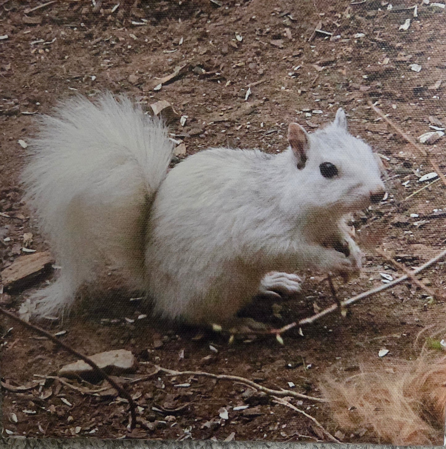 Art Print - White Squirrel Canvas Art Prints - 8x8 Wildlife Photography by Alice Greko