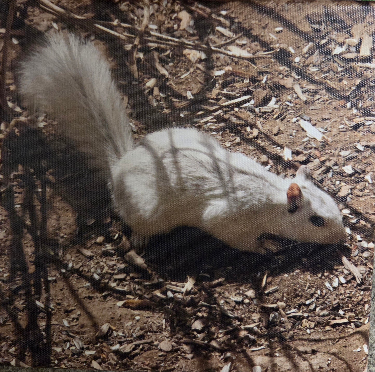 Art Print - White Squirrel Canvas Art Prints - 8x8 Wildlife Photography by Alice Greko