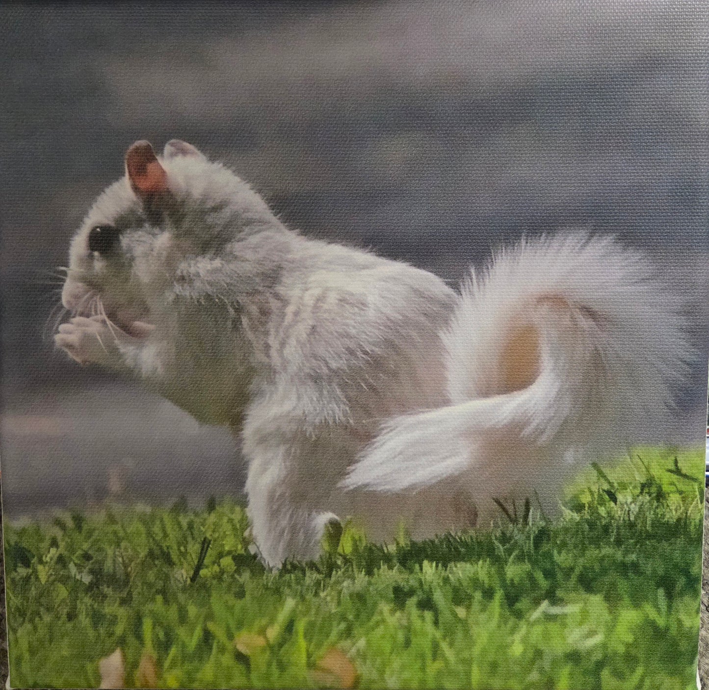 Art Print - White Squirrel Canvas Art Prints - 8x8 Wildlife Photography by Alice Greko