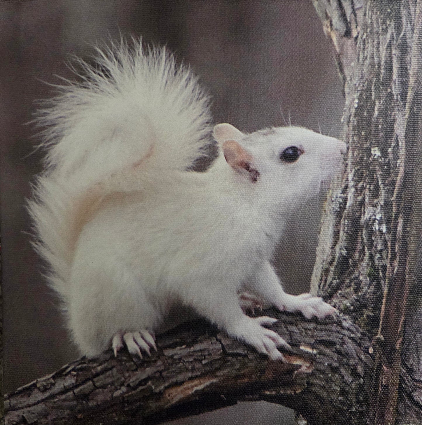 Art Print - White Squirrel Canvas Art Prints - 8x8 Wildlife Photography by Alice Greko