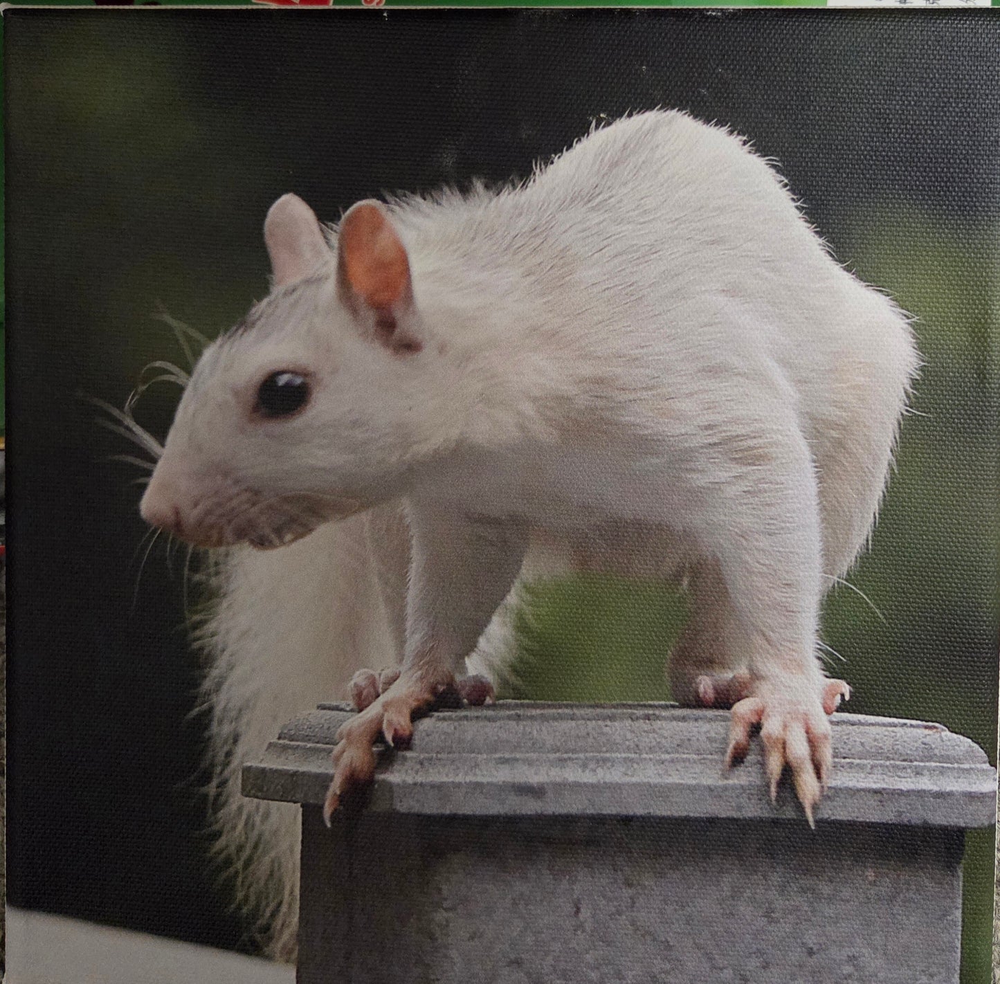 Art Print - White Squirrel Canvas Art Prints - 8x8 Wildlife Photography by Alice Greko